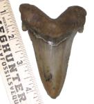 Lower Anterior Angustidens Shark Tooth